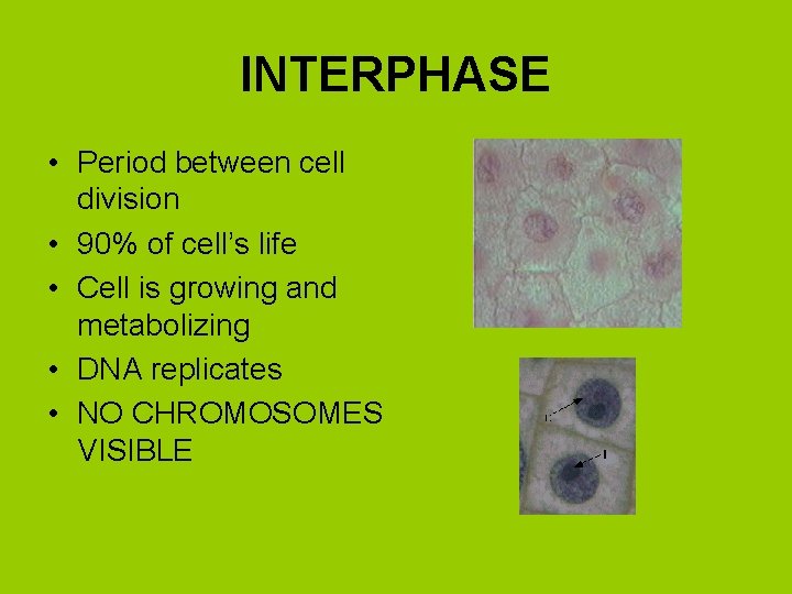 INTERPHASE • Period between cell division • 90% of cell’s life • Cell is