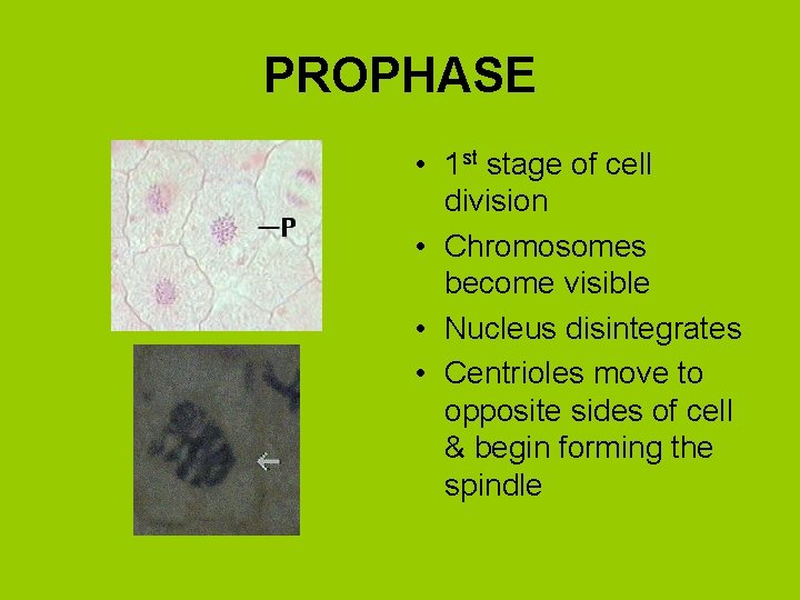 PROPHASE • 1 st stage of cell division • Chromosomes become visible • Nucleus