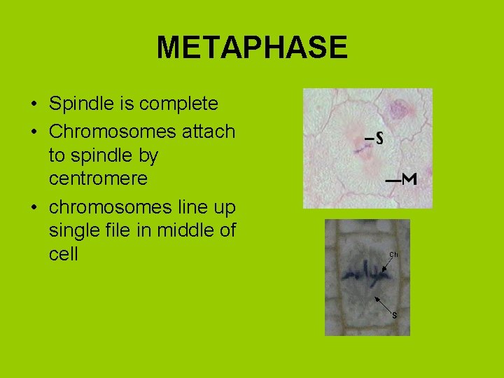 METAPHASE • Spindle is complete • Chromosomes attach to spindle by centromere • chromosomes