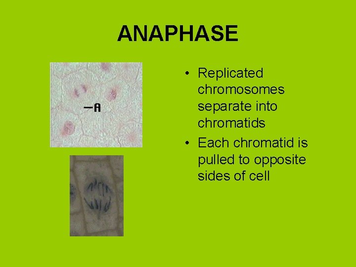 ANAPHASE • Replicated chromosomes separate into chromatids • Each chromatid is pulled to opposite