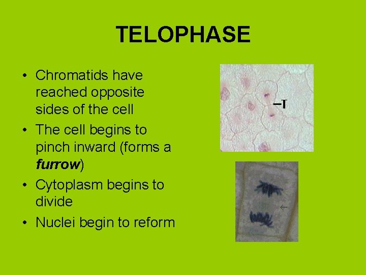 TELOPHASE • Chromatids have reached opposite sides of the cell • The cell begins