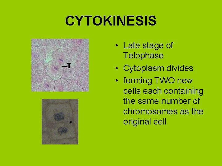 CYTOKINESIS • Late stage of Telophase • Cytoplasm divides • forming TWO new cells