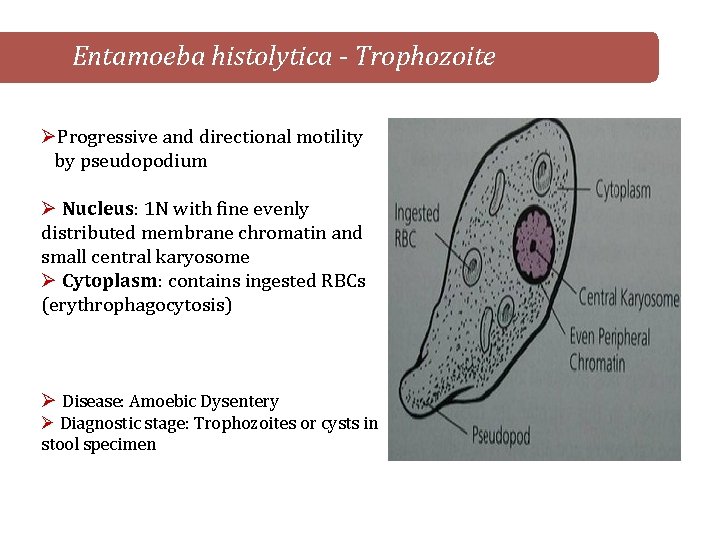 Entamoeba histolytica - Trophozoite ØProgressive and directional motility by pseudopodium Ø Nucleus: 1 N