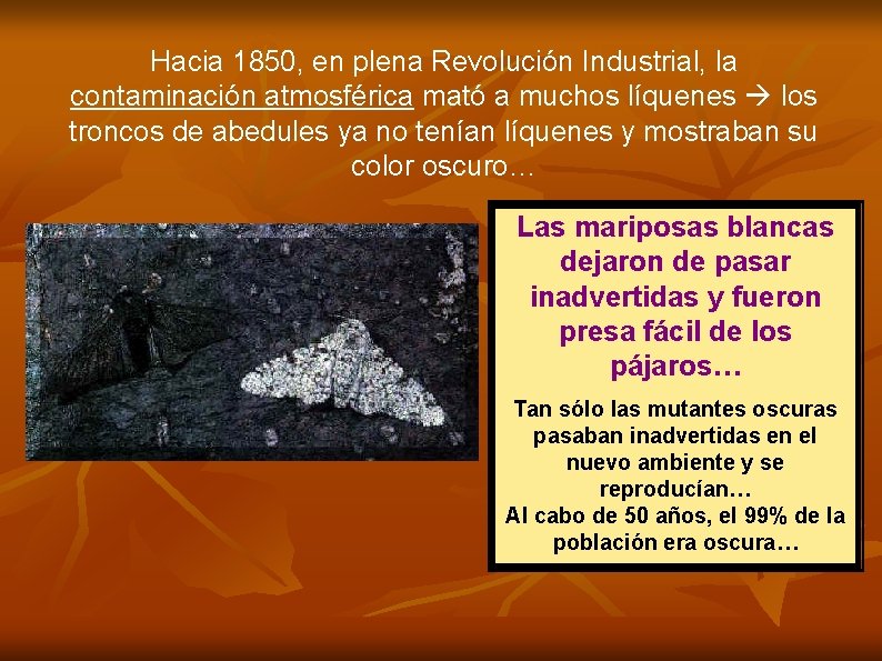 Hacia 1850, en plena Revolución Industrial, la contaminación atmosférica mató a muchos líquenes los