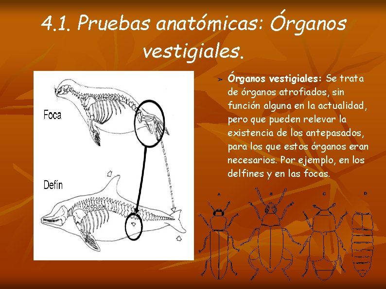 4. 1. Pruebas anatómicas: Órganos vestigiales. ➢ Órganos vestigiales: Se trata de órganos atrofiados,