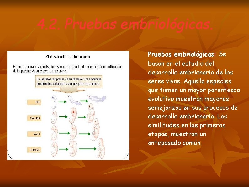 4. 2. Pruebas embriológicas: Se basan en el estudio del desarrollo embrionario de los