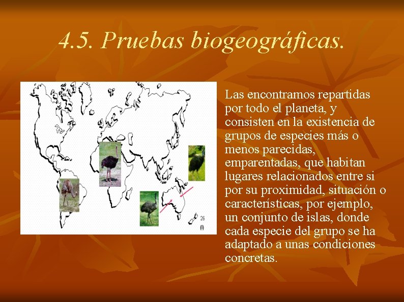 4. 5. Pruebas biogeográficas. n Las encontramos repartidas por todo el planeta, y consisten