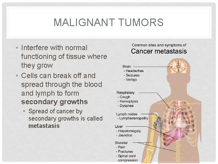 MALIGNANT TUMORS • Interfere with normal functioning of tissue where they grow • Cells