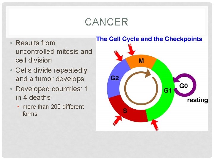 CANCER • Results from uncontrolled mitosis and cell division • Cells divide repeatedly and