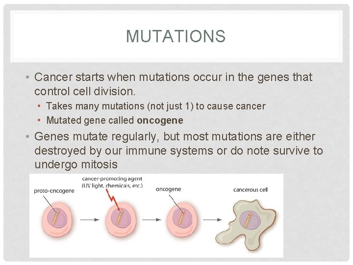 MUTATIONS • Cancer starts when mutations occur in the genes that control cell division.