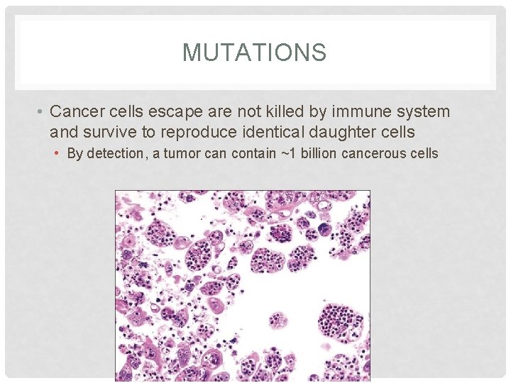 MUTATIONS • Cancer cells escape are not killed by immune system and survive to