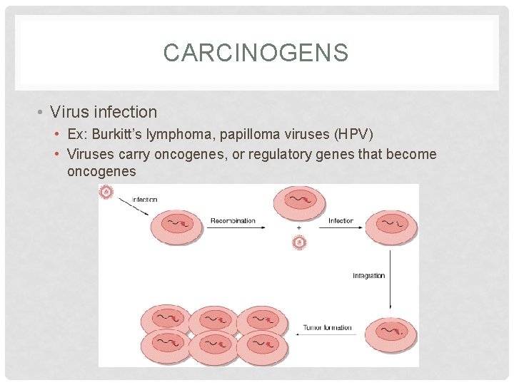 CARCINOGENS • Virus infection • Ex: Burkitt’s lymphoma, papilloma viruses (HPV) • Viruses carry