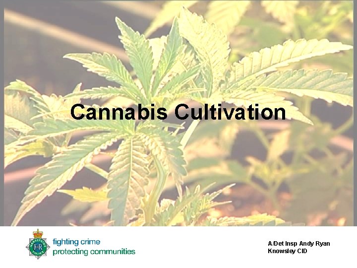 Cannabis Cultivation A/Det Insp Andy Ryan Knowsley CID 