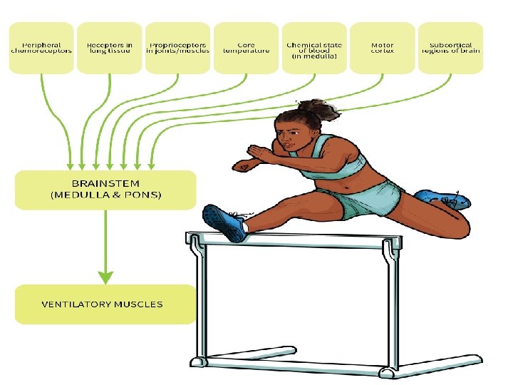 Dr. Aida Korish ( iaidakorish@yahoo. com) 10 Dr. Aida Korish ( iaidakorish@yahoo. com) 10