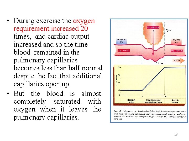 • During exercise the oxygen requirement increased 20 times, and cardiac output increased • During exercise the oxygen requirement increased 20 times, and cardiac output increased