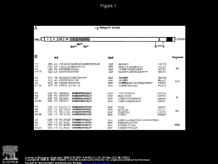 Figure 1 Journal of Biological Chemistry 1998 27331837 -31843 DOI: (10. 1074/jbc. 273. 48.