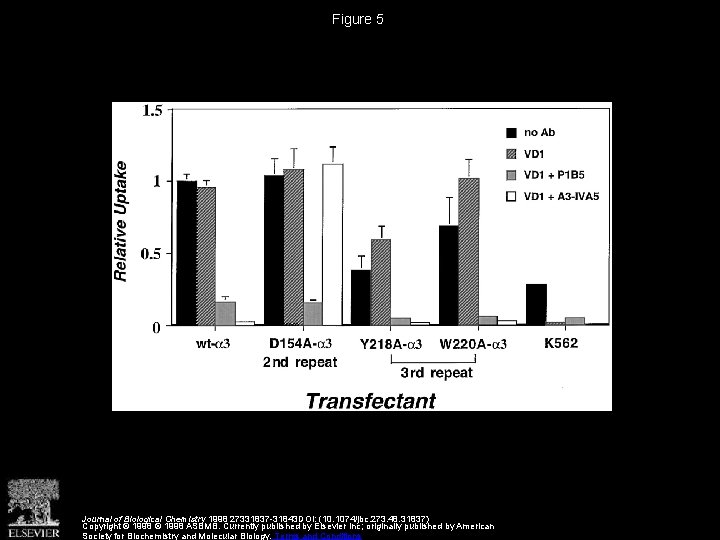 Figure 5 Journal of Biological Chemistry 1998 27331837 -31843 DOI: (10. 1074/jbc. 273. 48.