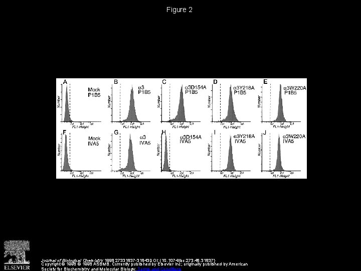 Figure 2 Journal of Biological Chemistry 1998 27331837 -31843 DOI: (10. 1074/jbc. 273. 48.