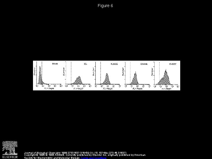 Figure 6 Journal of Biological Chemistry 1998 27331837 -31843 DOI: (10. 1074/jbc. 273. 48.