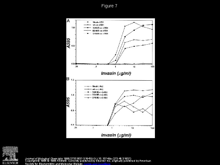 Figure 7 Journal of Biological Chemistry 1998 27331837 -31843 DOI: (10. 1074/jbc. 273. 48.