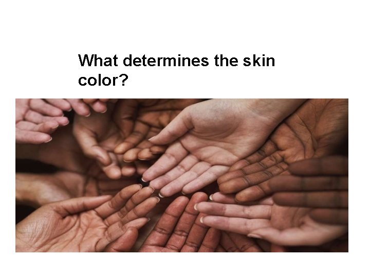 What determines the skin color? 