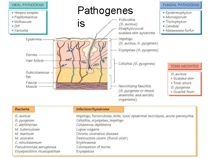 Pathogenes is 