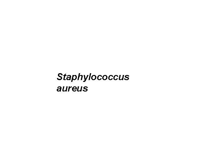 Staphylococcus aureus 