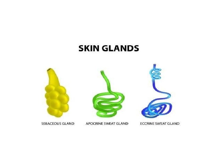 Glands in the human skin 