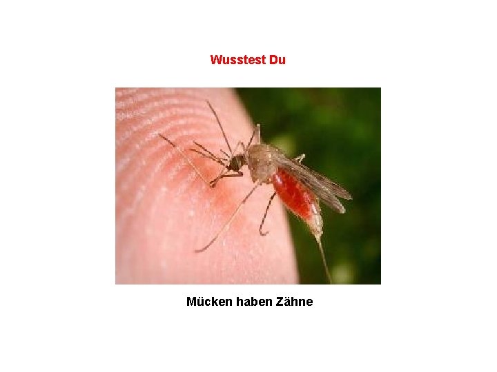 Wusstest Du Mücken haben Zähne 