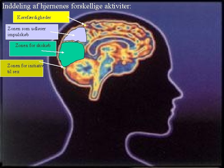 Inddeling af hjernenes forskellige aktiviter: Kørefærdigheder Zonen som udløser impulskøb Zonen for skokøb Zonen