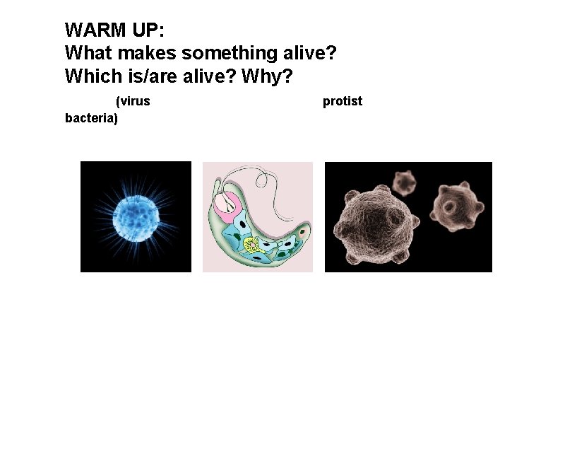 WARM UP: What makes something alive? Which is/are alive? Why? (virus bacteria) protist 