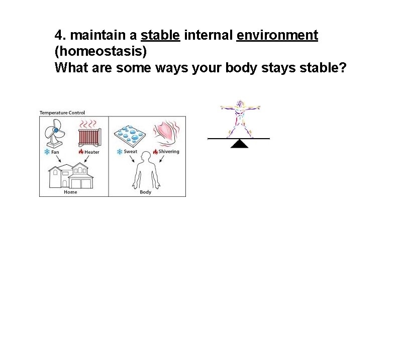 4. maintain a stable internal environment (homeostasis) What are some ways your body stays