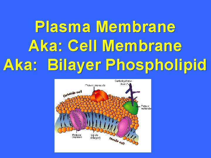 Plasma Membrane Aka: Cell Membrane Aka: Bilayer Phospholipid 