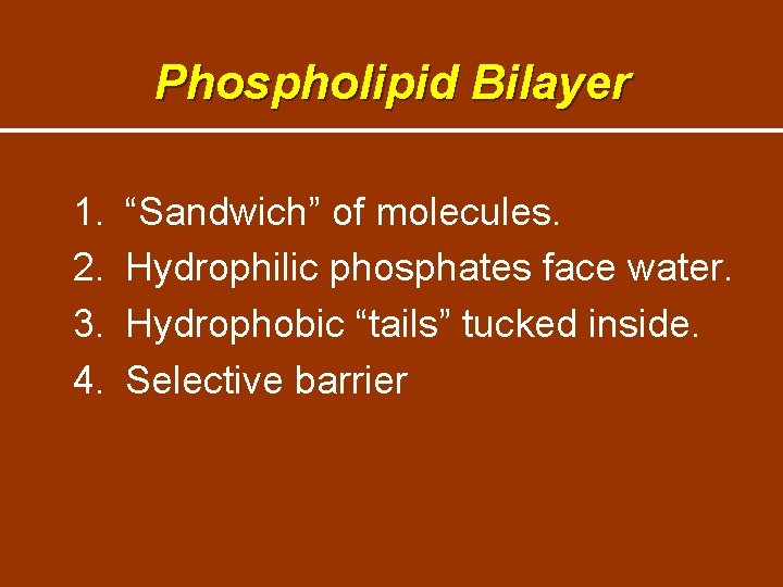 Phospholipid Bilayer 1. 2. 3. 4. “Sandwich” of molecules. Hydrophilic phosphates face water. Hydrophobic Phospholipid Bilayer 1. 2. 3. 4. “Sandwich” of molecules. Hydrophilic phosphates face water. Hydrophobic