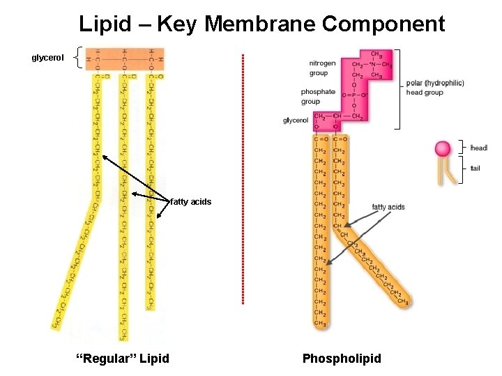 Lipid – Key Membrane Component glycerol fatty acids “Regular” Lipid Phospholipid 