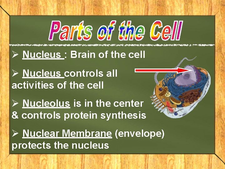 Ø Nucleus : Brain of the cell Ø Nucleus controls all activities of the
