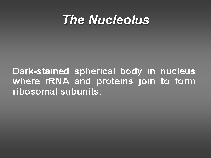 The Nucleolus Dark-stained spherical body in nucleus where r. RNA and proteins join to The Nucleolus Dark-stained spherical body in nucleus where r. RNA and proteins join to