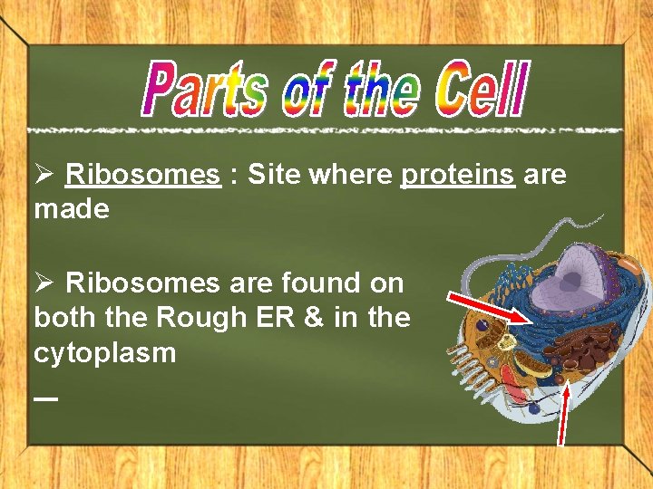 Ø Ribosomes : Site where proteins are made Ø Ribosomes are found on both