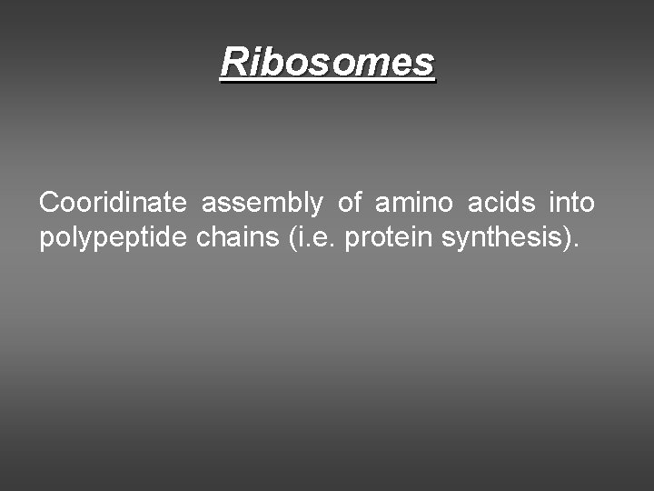 Ribosomes Cooridinate assembly of amino acids into polypeptide chains (i. e. protein synthesis). Ribosomes Cooridinate assembly of amino acids into polypeptide chains (i. e. protein synthesis).