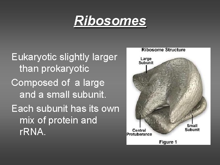 Ribosomes Eukaryotic slightly larger than prokaryotic Composed of a large and a small subunit. Ribosomes Eukaryotic slightly larger than prokaryotic Composed of a large and a small subunit.