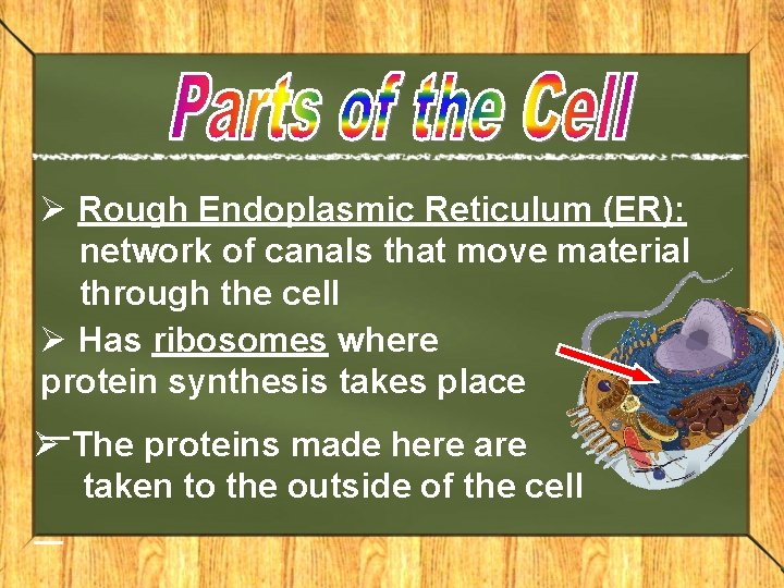 Ø Rough Endoplasmic Reticulum (ER): network of canals that move material through the cell Ø Rough Endoplasmic Reticulum (ER): network of canals that move material through the cell