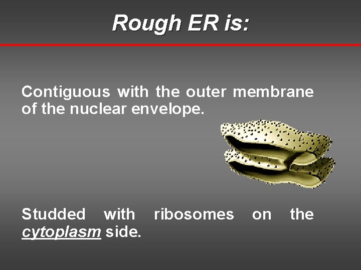 Rough ER is: Contiguous with the outer membrane of the nuclear envelope. Studded with Rough ER is: Contiguous with the outer membrane of the nuclear envelope. Studded with