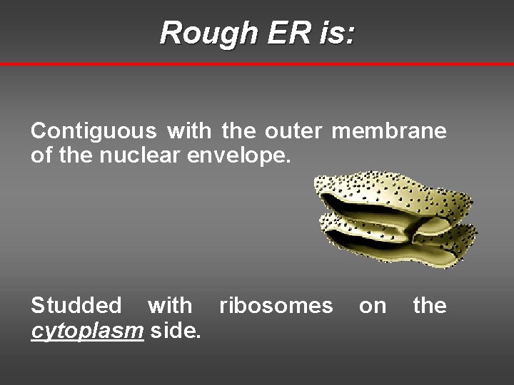 Rough ER is: Contiguous with the outer membrane of the nuclear envelope. Studded with