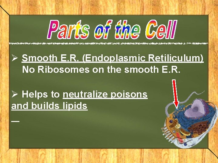 Ø Smooth E. R. (Endoplasmic Retiliculum) No Ribosomes on the smooth E. R. Ø Ø Smooth E. R. (Endoplasmic Retiliculum) No Ribosomes on the smooth E. R. Ø