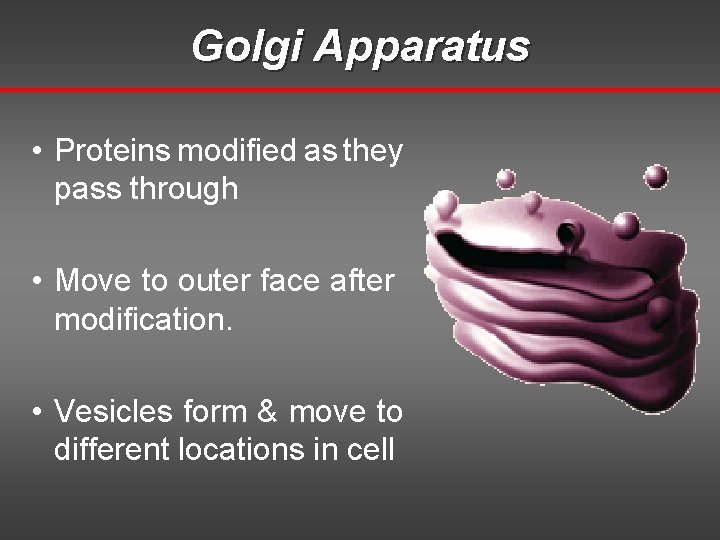 Golgi Apparatus • Proteins modified as they pass through • Move to outer face Golgi Apparatus • Proteins modified as they pass through • Move to outer face