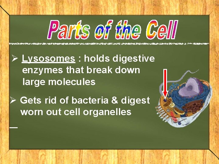 Ø Lysosomes : holds digestive enzymes that break down large molecules Ø Gets rid