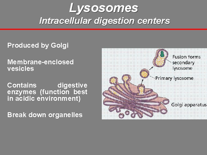 Lysosomes Intracellular digestion centers Produced by Golgi Membrane-enclosed vesicles Contains digestive enzymes (function best