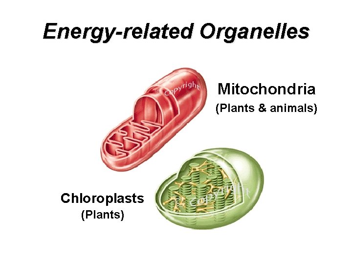 Energy-related Organelles Mitochondria (Plants & animals) Chloroplasts (Plants) Energy-related Organelles Mitochondria (Plants & animals) Chloroplasts (Plants)