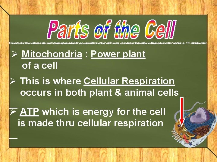 Ø Mitochondria : Power plant of a cell Ø This is where Cellular Respiration Ø Mitochondria : Power plant of a cell Ø This is where Cellular Respiration