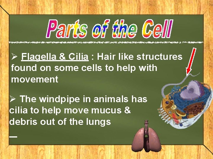Ø Flagella & Cilia : Hair like structures found on some cells to help Ø Flagella & Cilia : Hair like structures found on some cells to help
